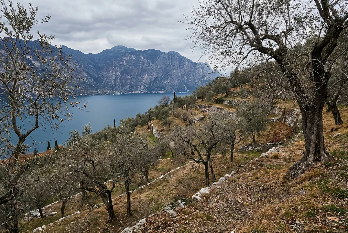 Olive country in Trentino — a generated illustration, not a photograph of a specific grove