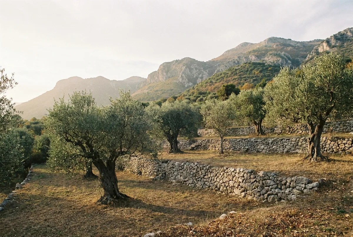Olive country in Lazio — a generated illustration, not a photograph of a specific grove