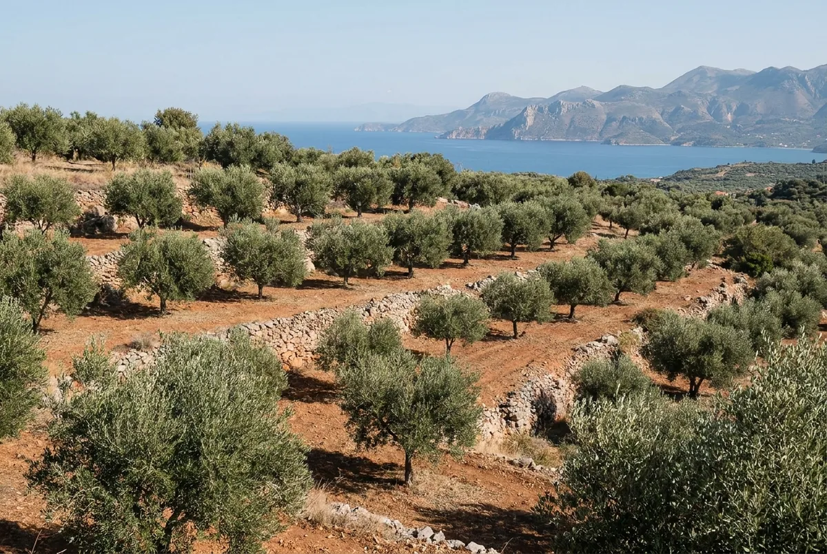 Olive country in Peloponnese — a generated illustration, not a photograph of a specific grove