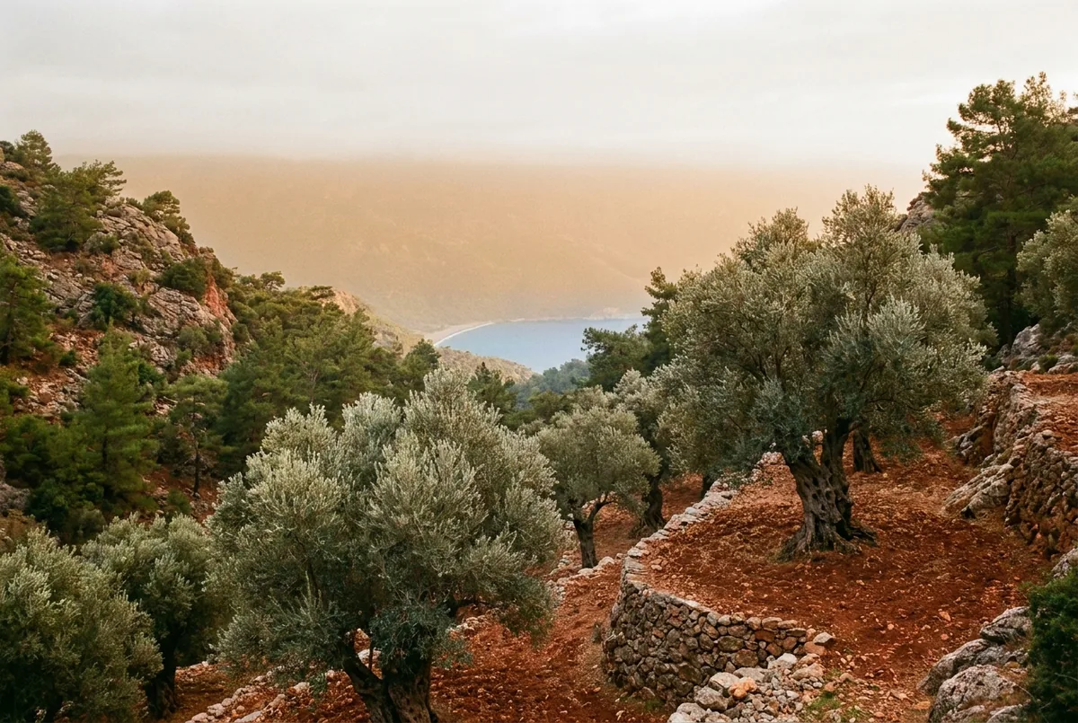 Olive country in Aegean — a generated illustration, not a photograph of a specific grove