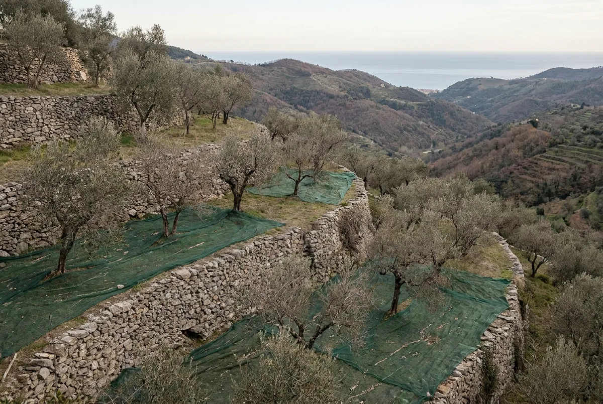 Olive country in Liguria — a generated illustration, not a photograph of a specific grove