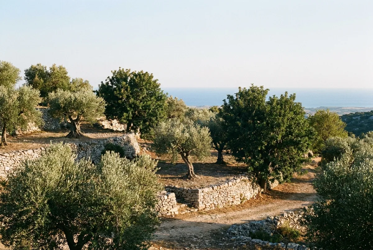Olive country in Sicily — a generated illustration, not a photograph of a specific grove