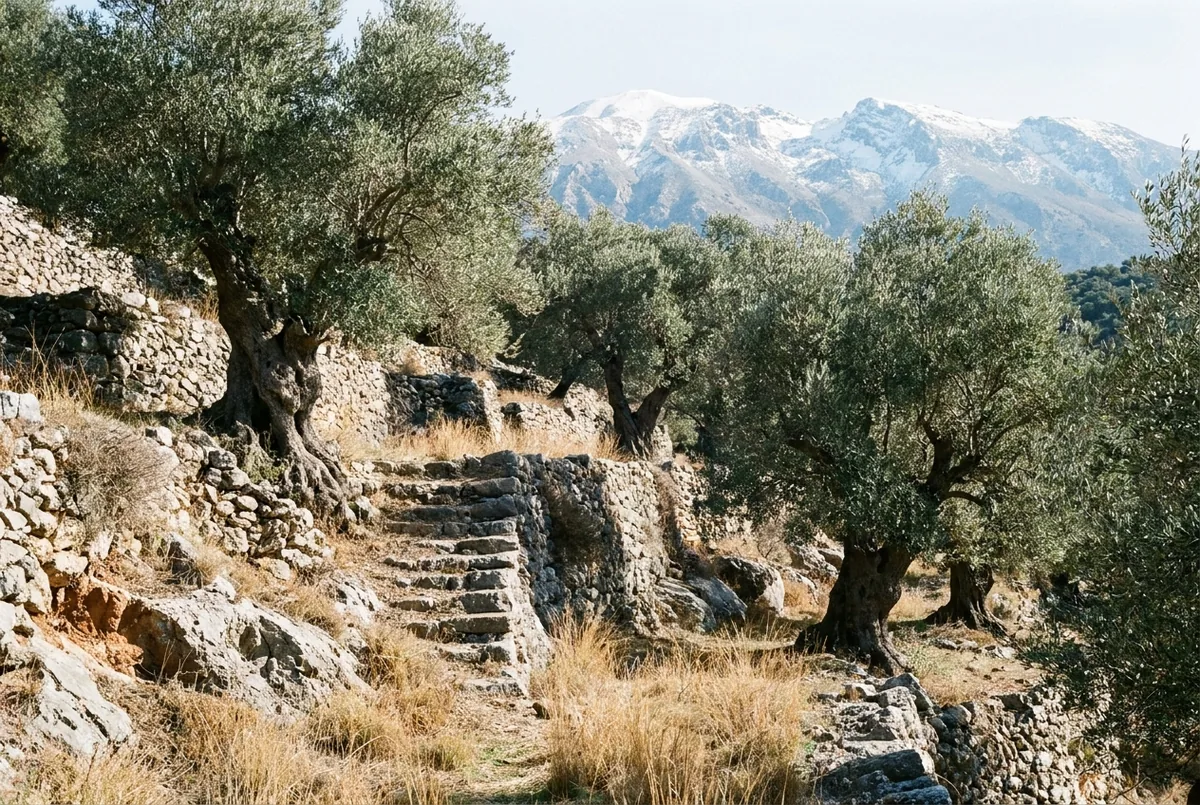 Olive country in Crete — a generated illustration, not a photograph of a specific grove